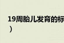 19周胎兒發(fā)育的標(biāo)準(zhǔn)值（19周胎兒發(fā)育情況）