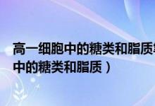 高一細胞中的糖類和脂質筆記（高中生物知識點總結：細胞中的糖類和脂質）