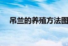 吊蘭的養(yǎng)殖方法圖示（吊蘭的養(yǎng)殖方法）